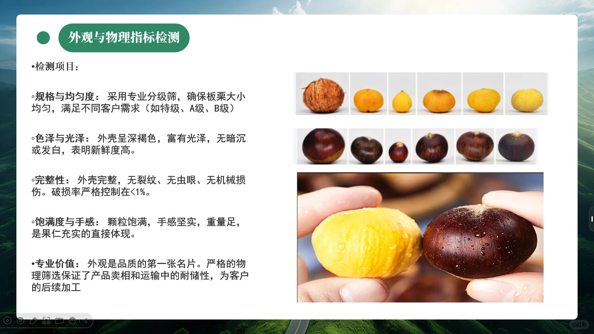 中国板栗工厂、板栗外贸企业