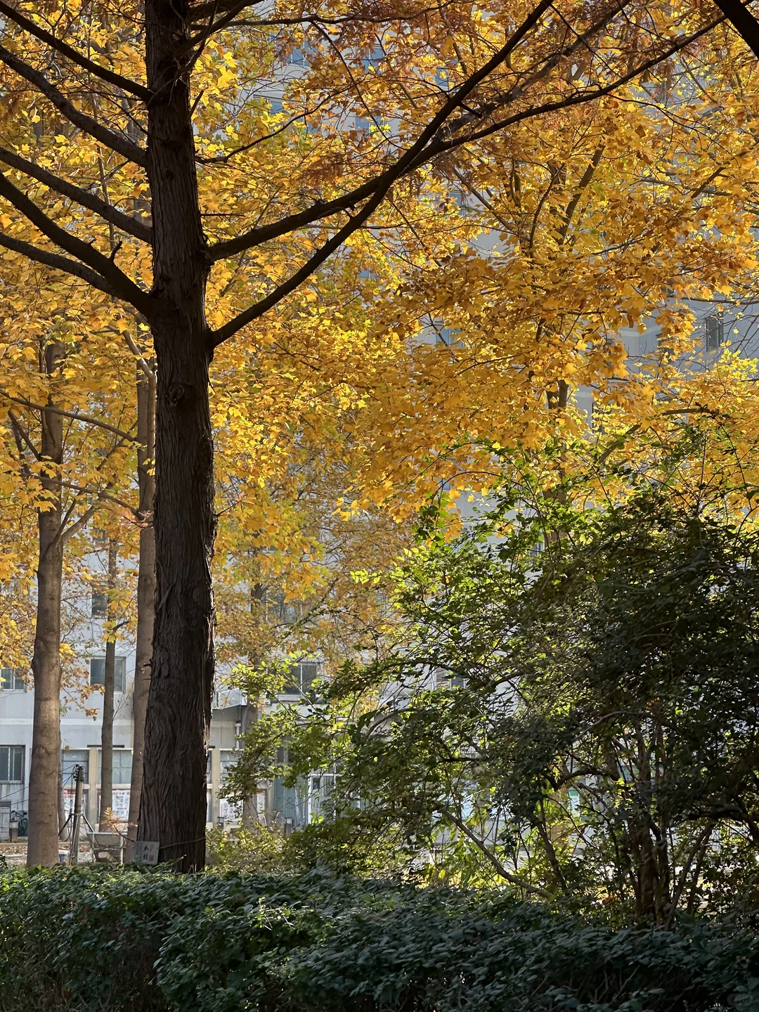 北林?赞美一下宿舍楼下的鹅掌楸?