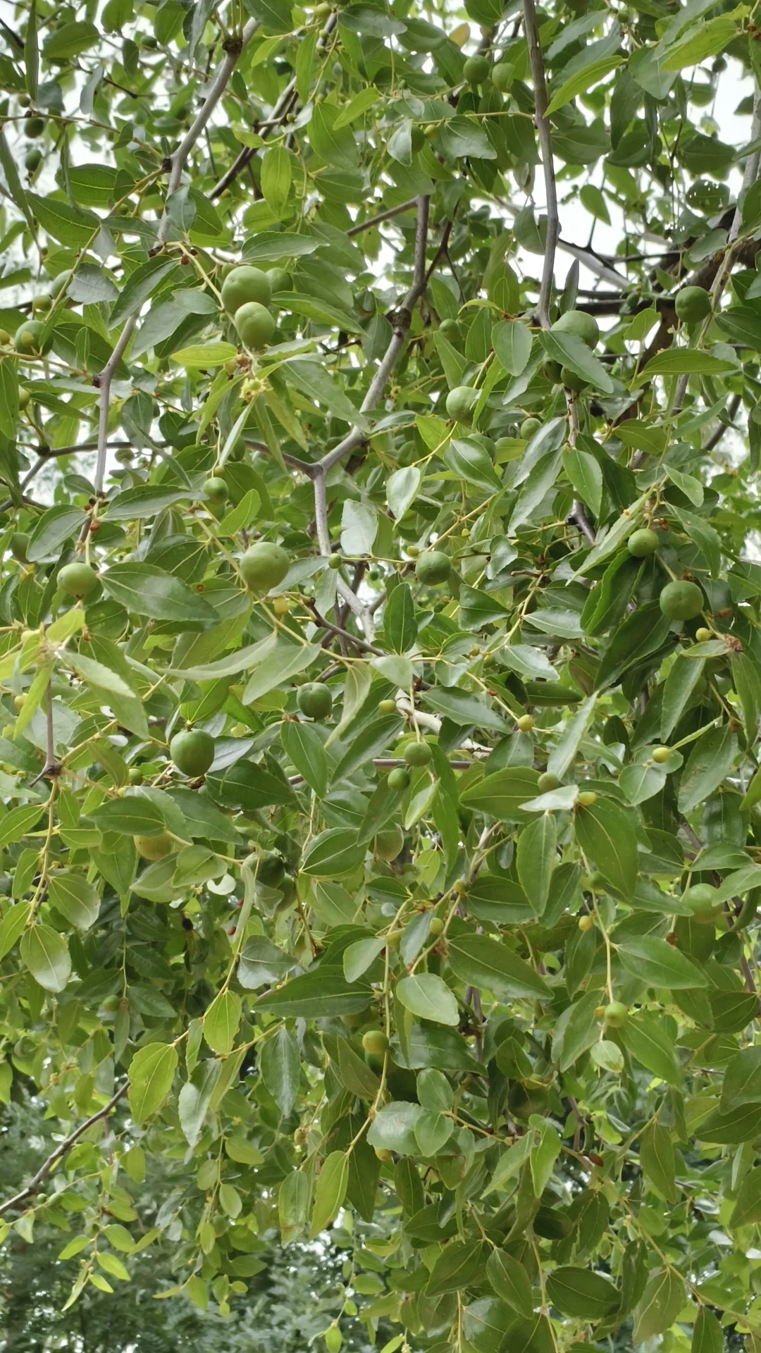 大枣，苹果，柿子