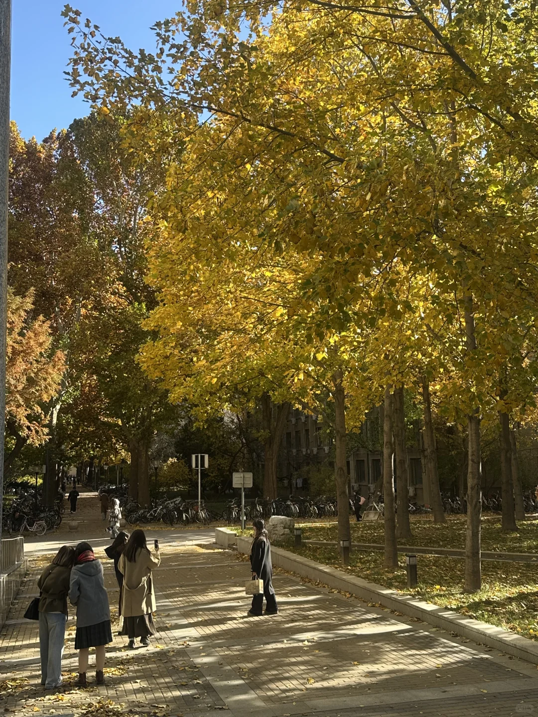 北林?赞美一下宿舍楼下的鹅掌楸?