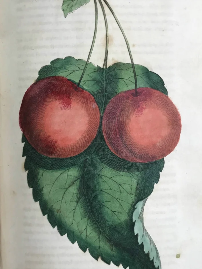 19世纪早期的植物杂志居然要手工给插图上色