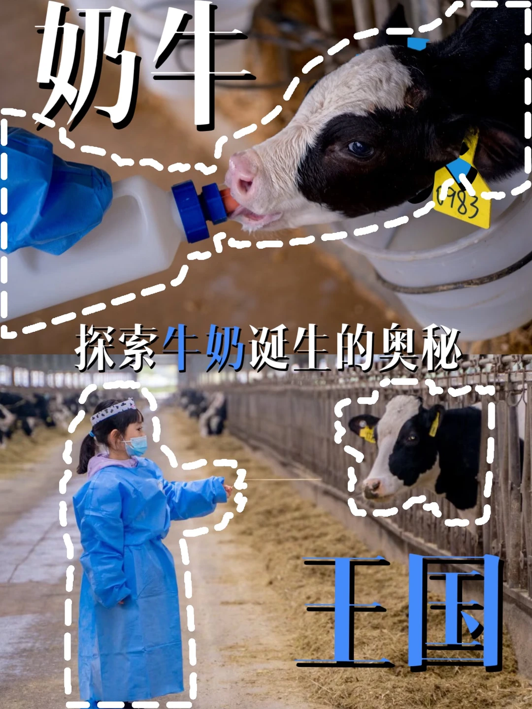 好一多牧场开放日!带娃探秘贵阳奶牛王国?