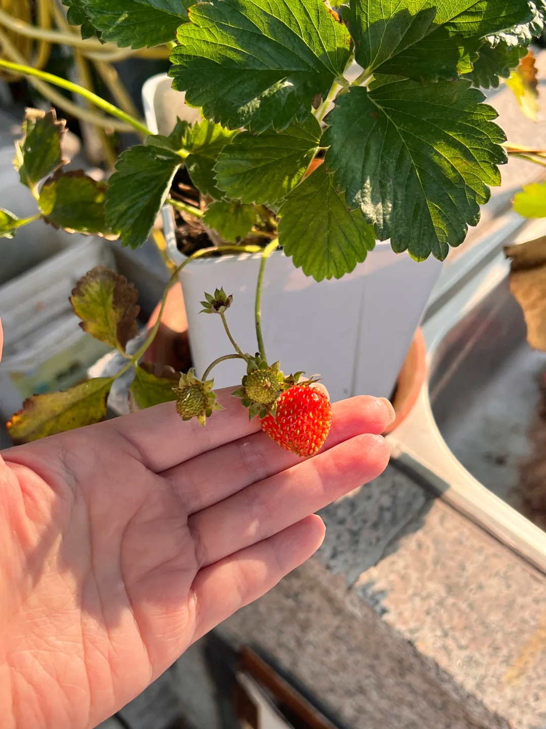 妥妥的梦中情果就它了?????