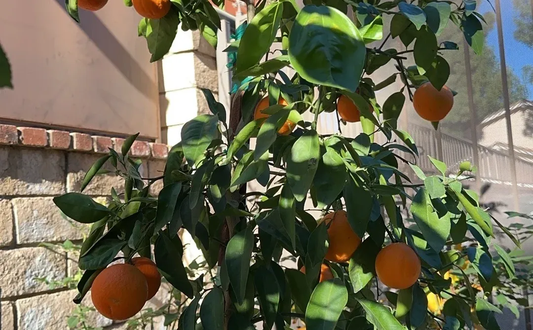 熟了就可以吃到甘甜的丑橘 了
