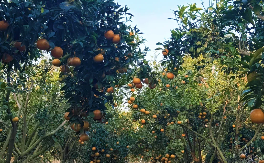 惠州福田沃柑开园