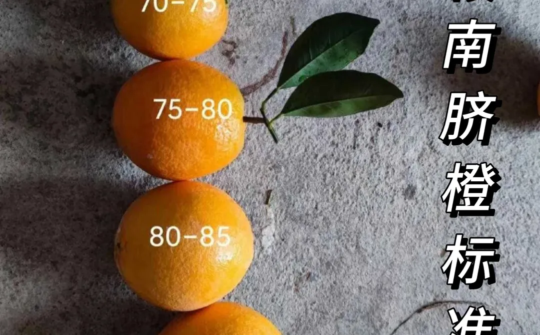 超大果脐橙?实则超坑人!?不要再上当啦