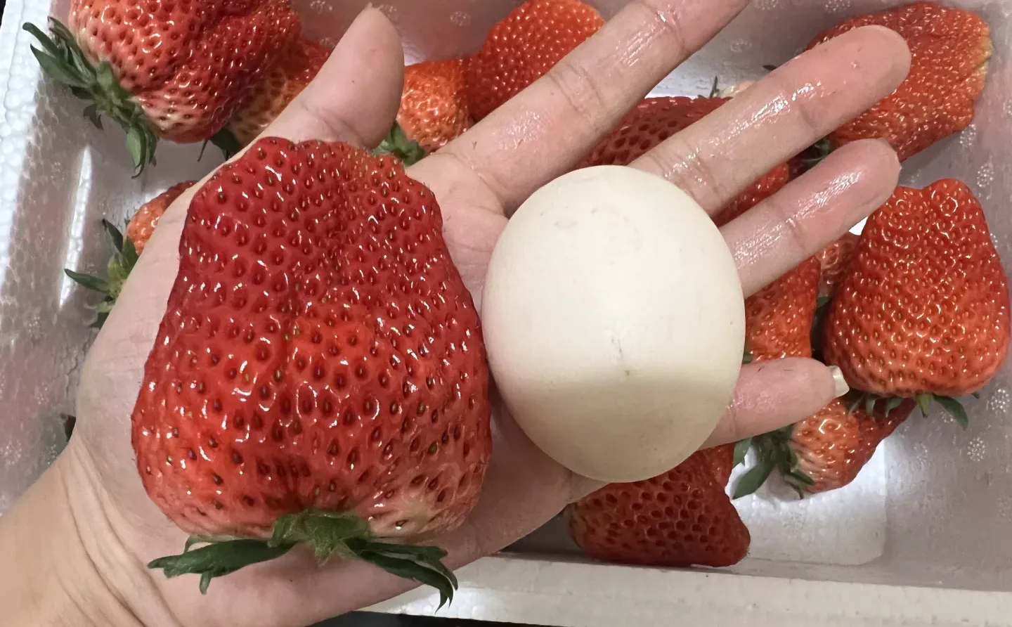 这个季节的草莓太甜了吧