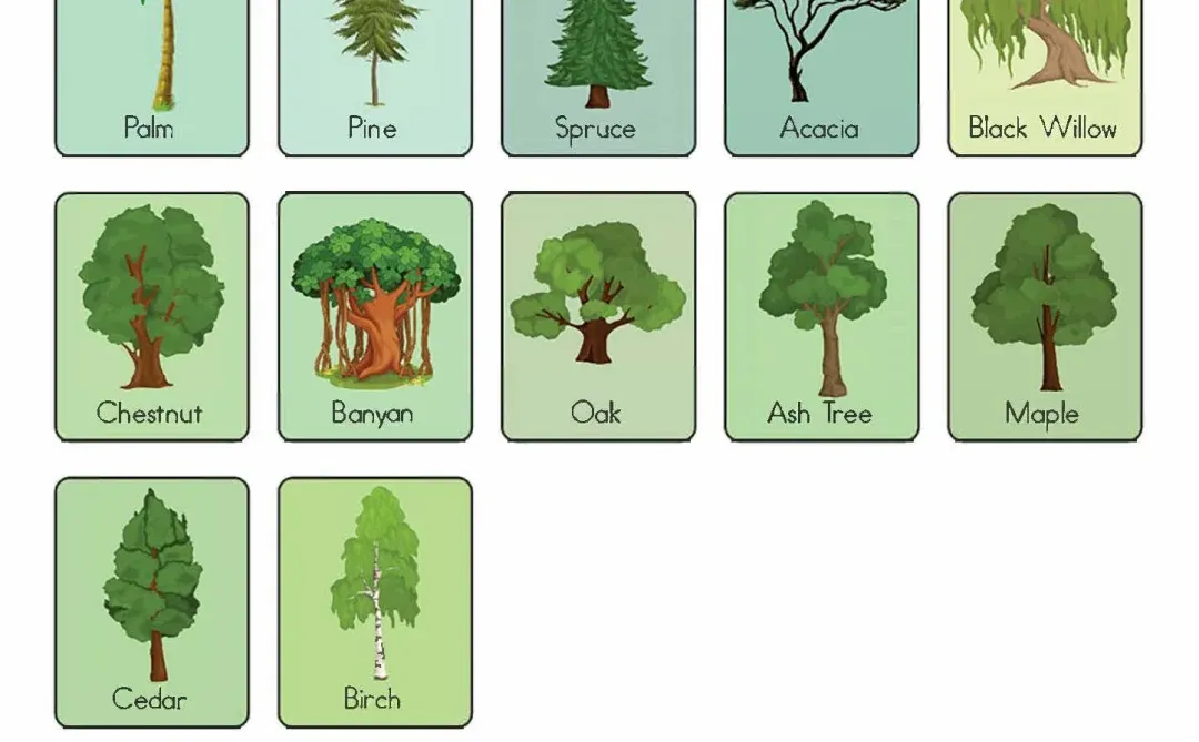 亲子英语和孩子一起学英文水果蔬菜植物