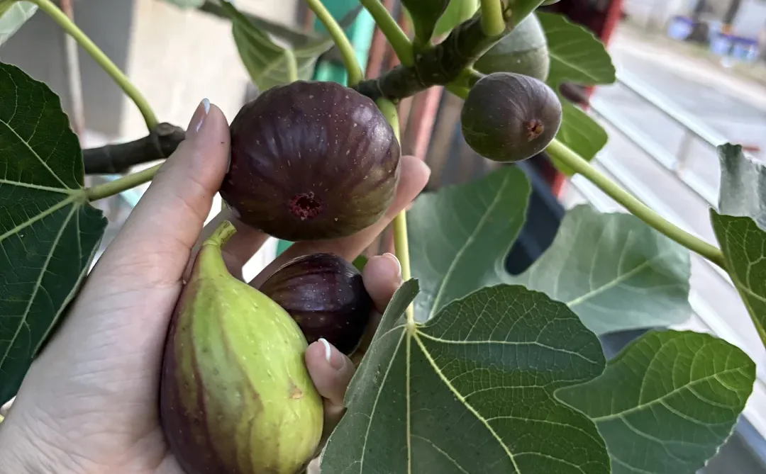 只要有块地 就有吃不完的水果