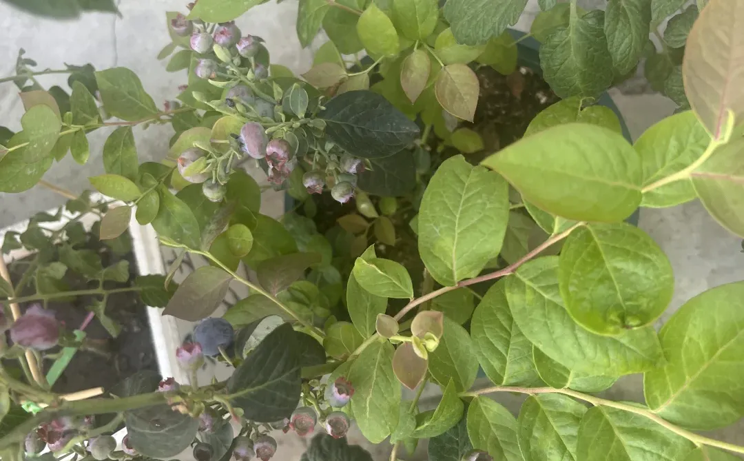 实现蓝莓自由了