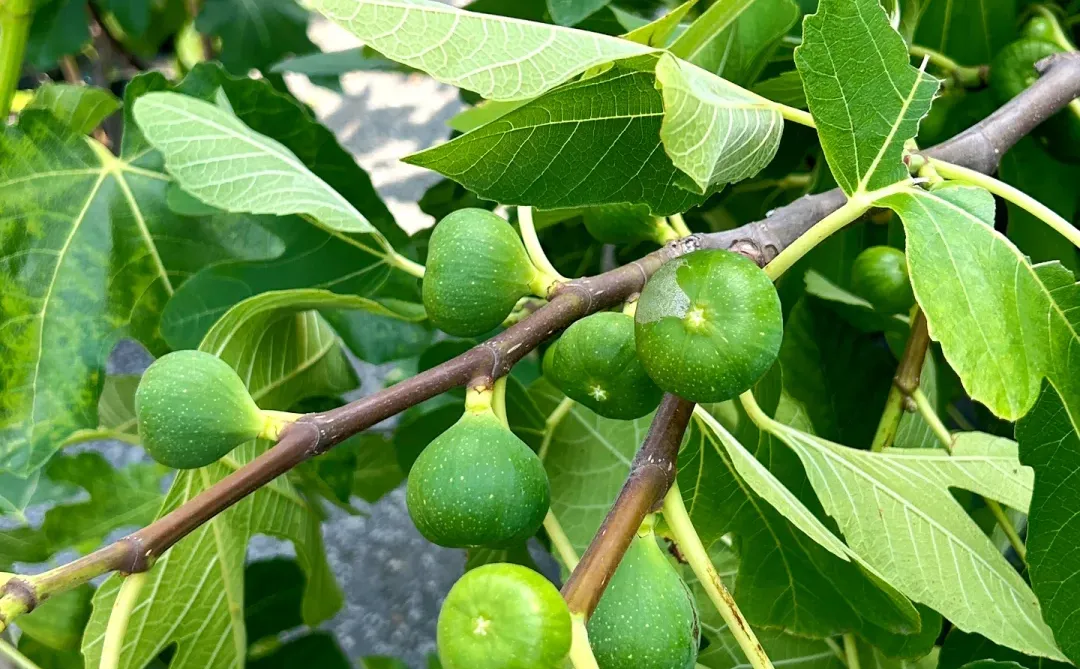 无花果树?