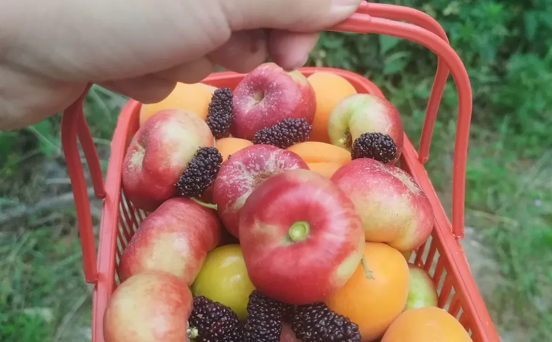 我的小菜园摘的果子！