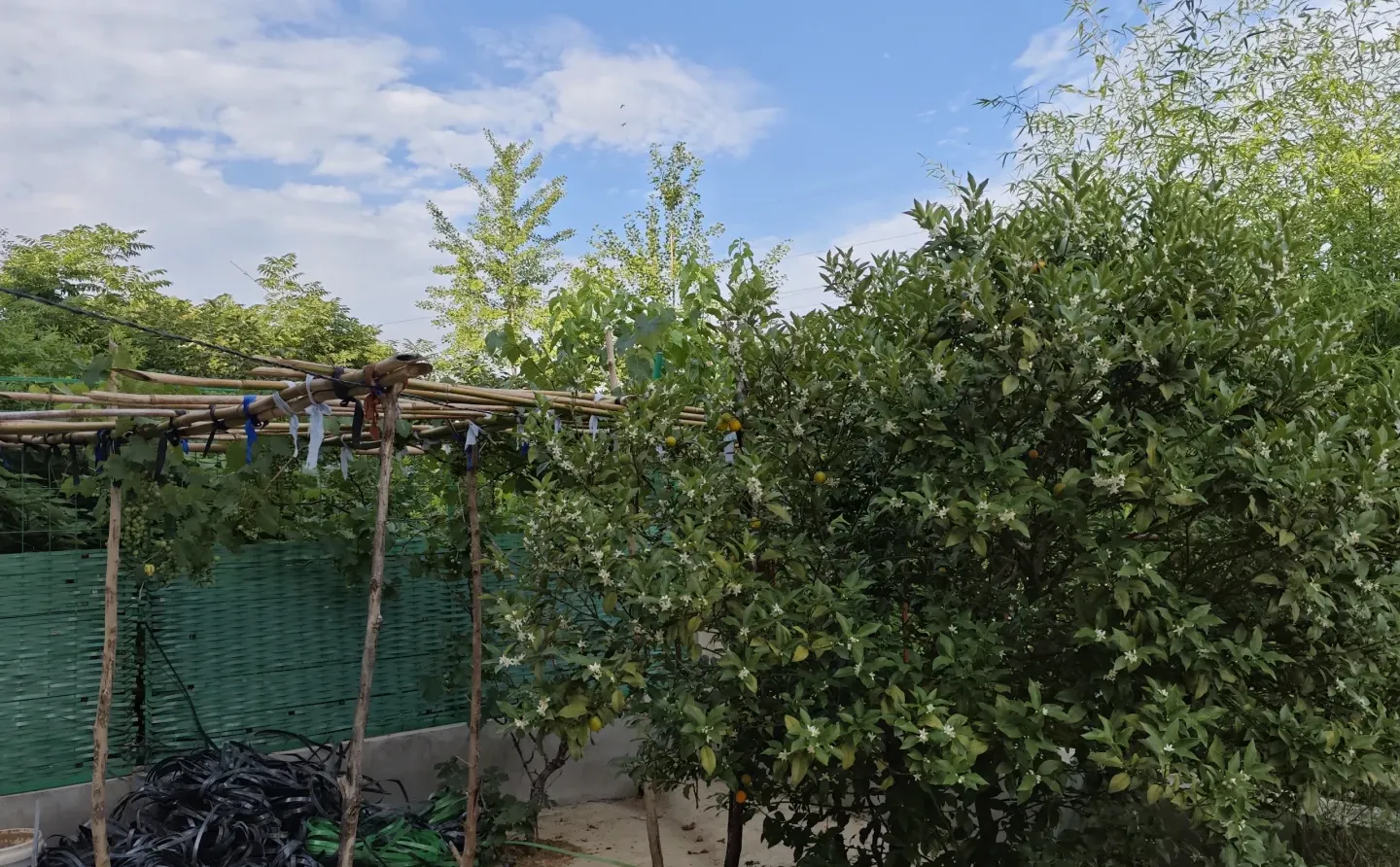 家里的葡萄和金钱桔都开花成长啦