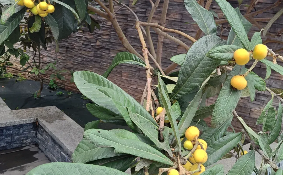 春天种树，秋天收果