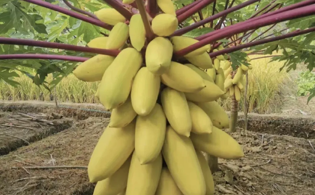 我家木瓜丰收了。