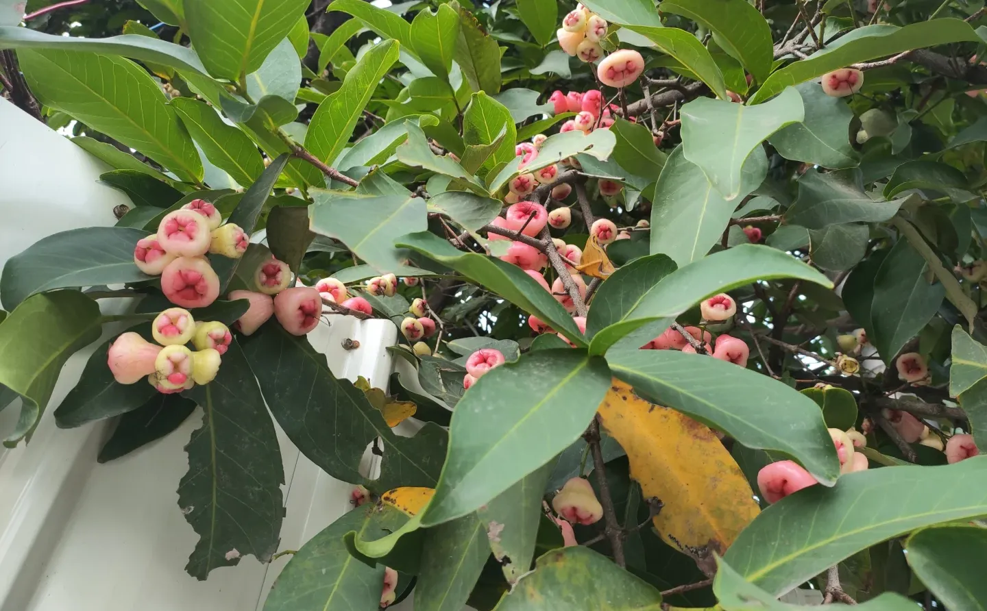 自家果园，硕果累累丰收的喜悦