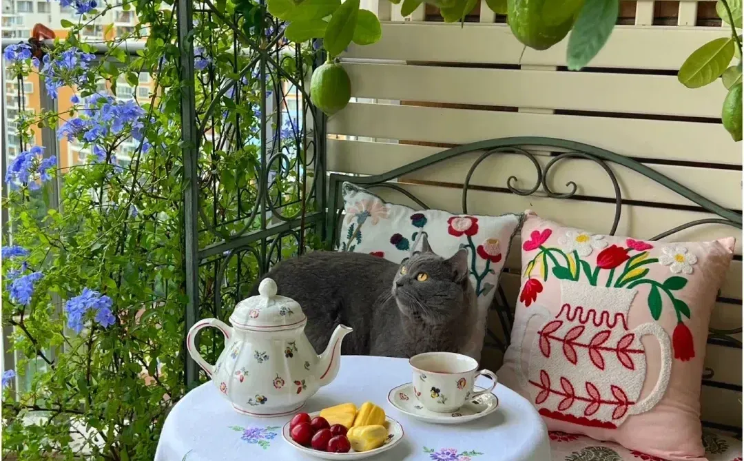 阳台就能种的8种水果,好看又好养,果子压弯