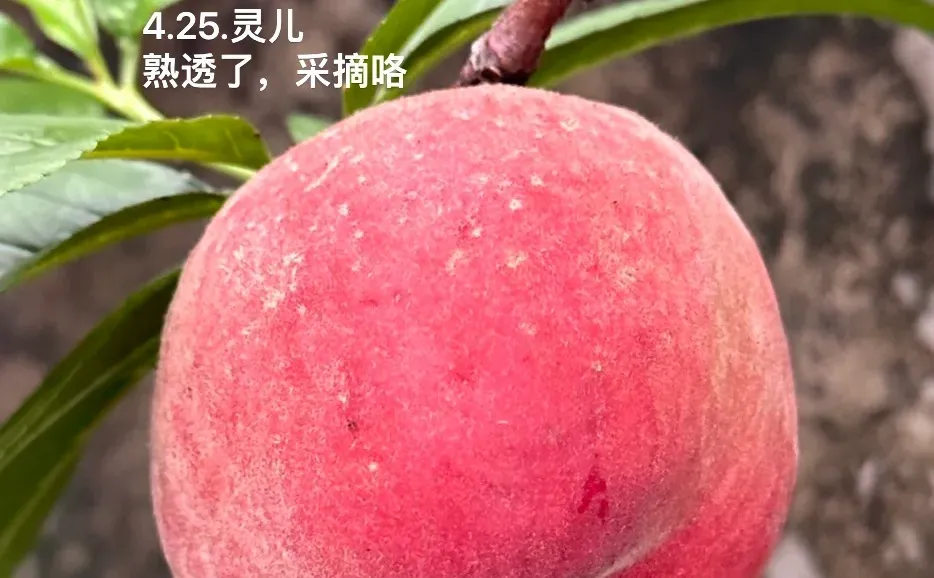 种在广州的盆栽台农水蜜桃成熟啦✌️