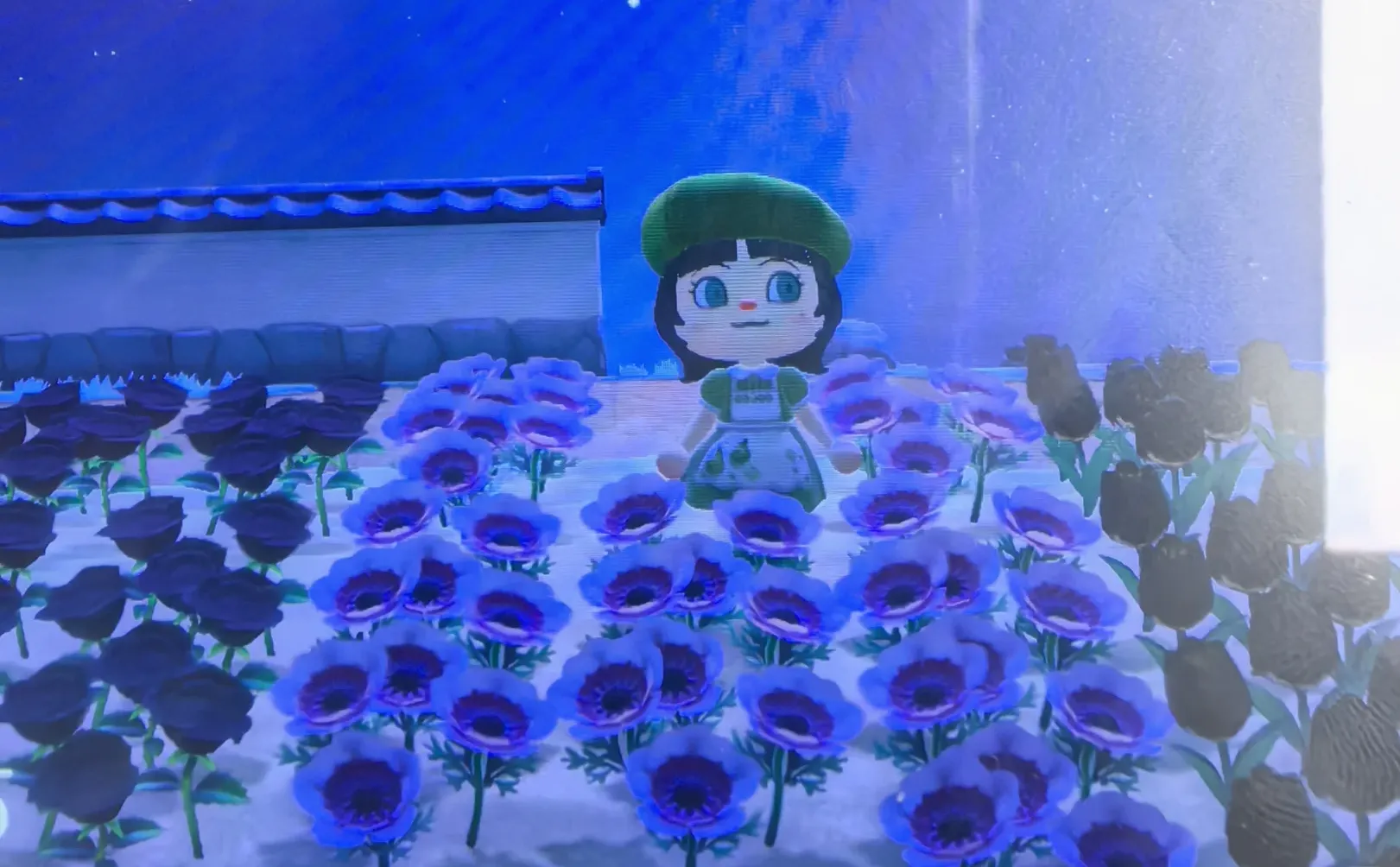 或许有老师想挖点异色花带走吗