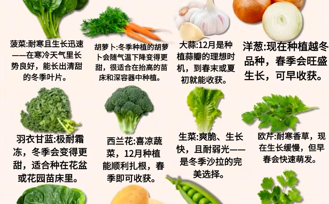 12月适合种植什么