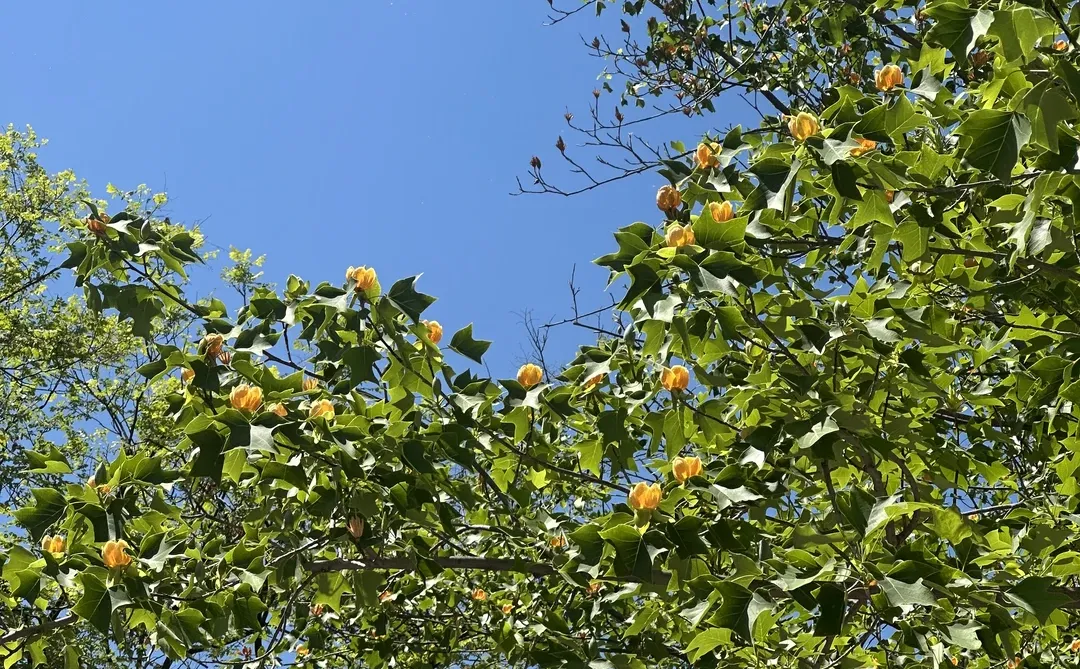 北林?赞美一下宿舍楼下的鹅掌楸?