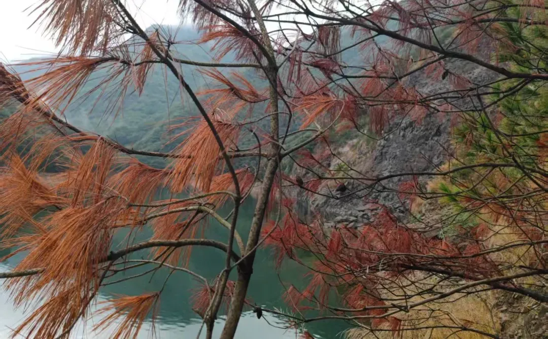 刻不容缓!松材线虫如何防治呼吁!