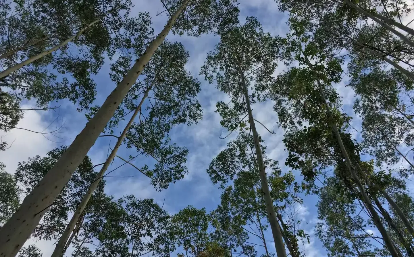 林场转让/出售/转包