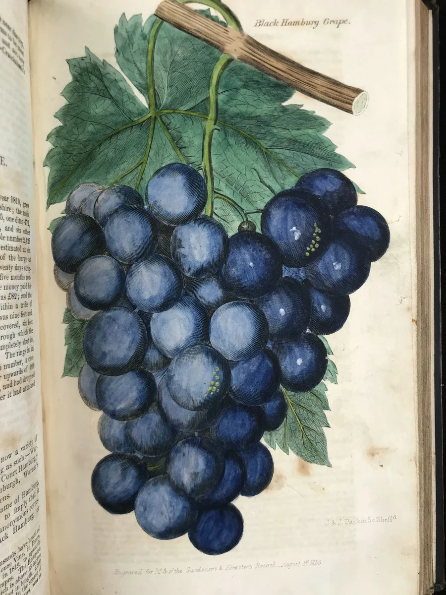 19世纪早期的植物杂志居然要手工给插图上色