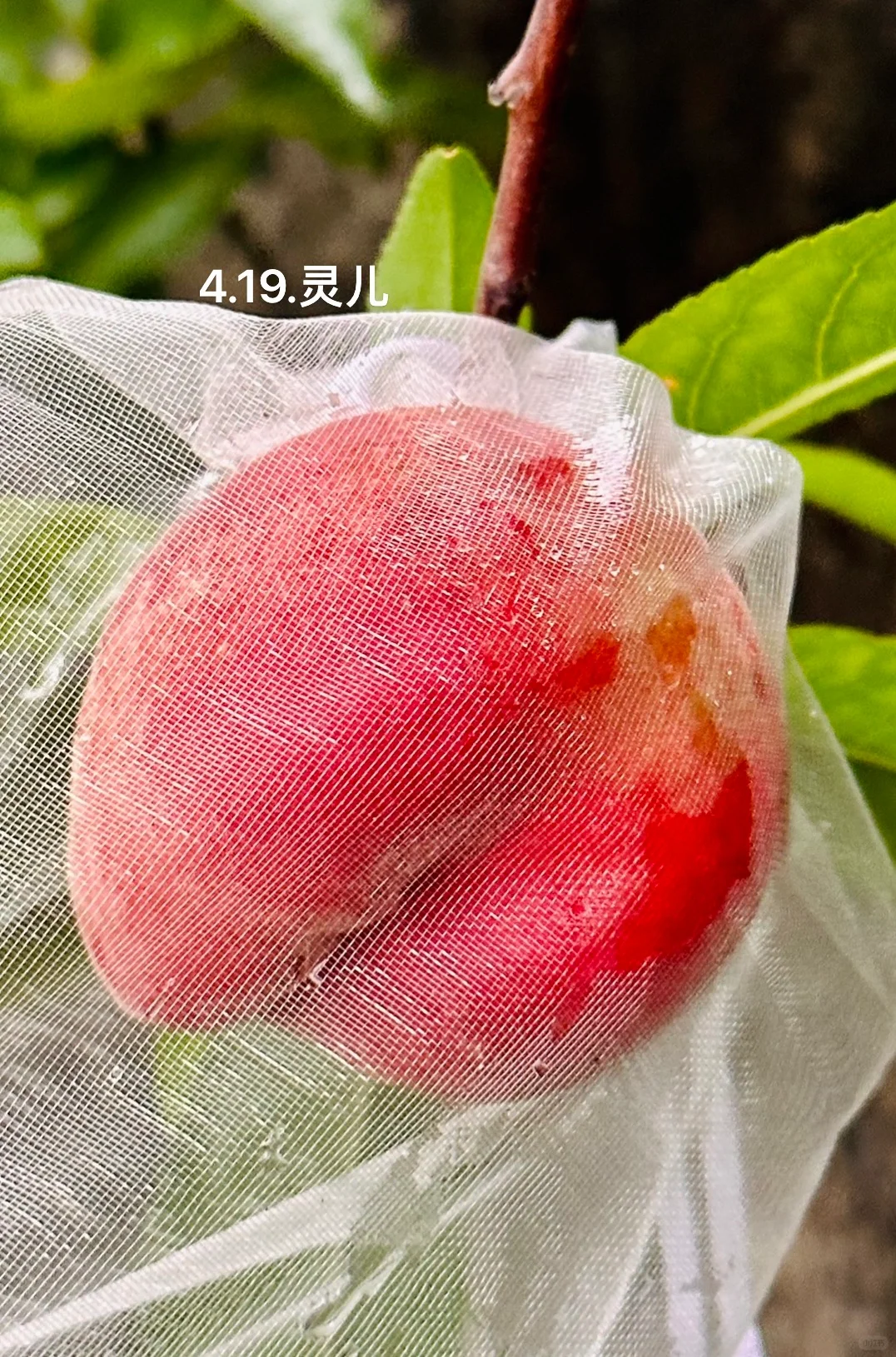 种在广州的盆栽台农水蜜桃成熟啦✌️