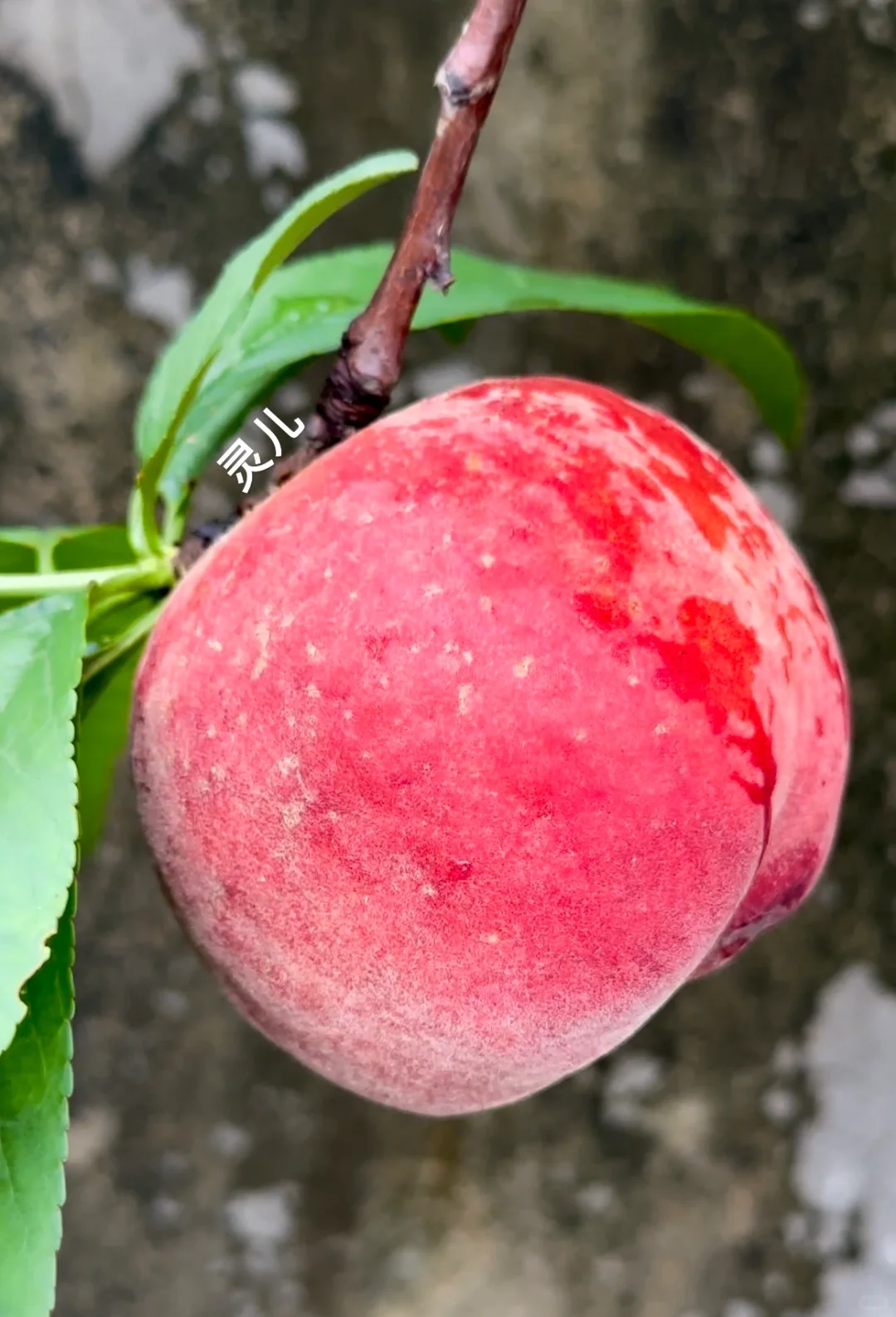 种在广州的盆栽台农水蜜桃成熟啦✌️