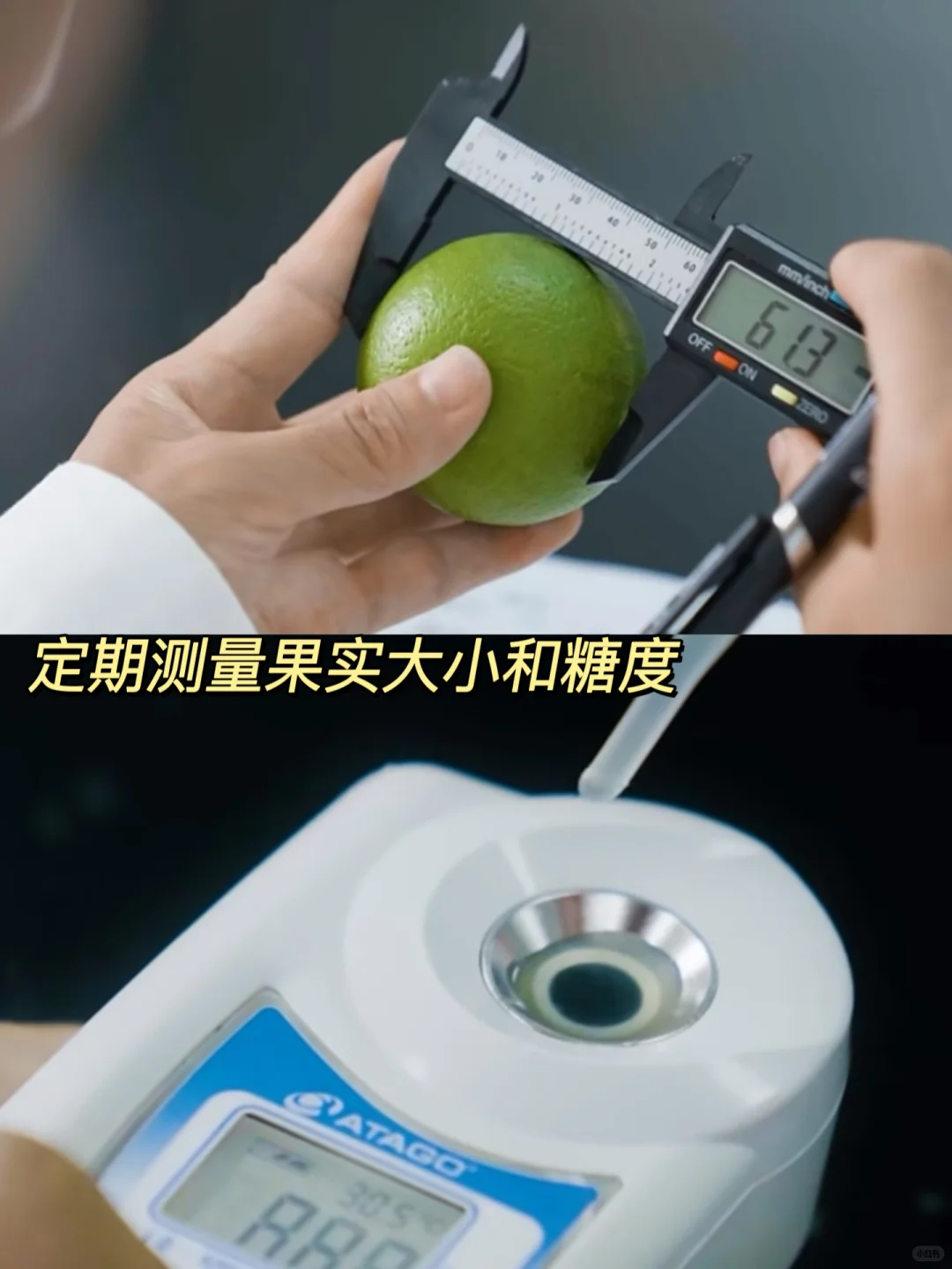 2月还是花苞,11月甜到炸裂?