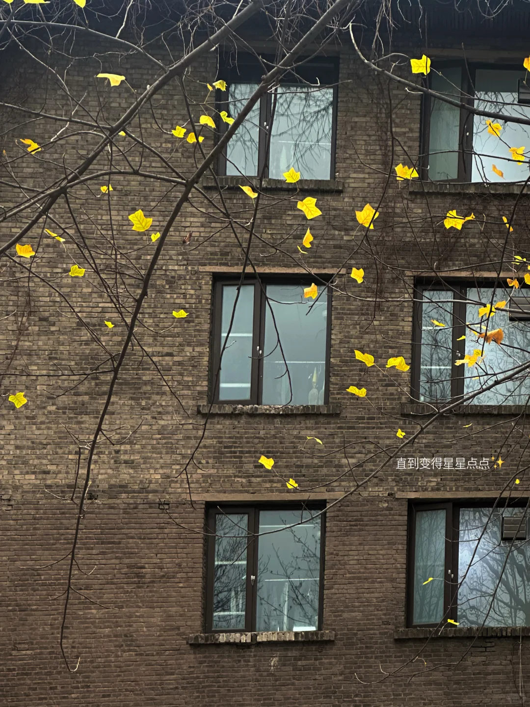 北林?赞美一下宿舍楼下的鹅掌楸?