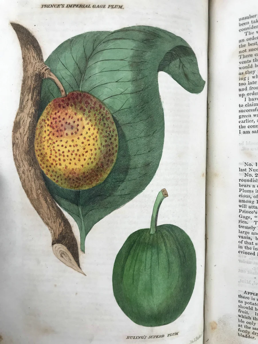 19世纪早期的植物杂志居然要手工给插图上色