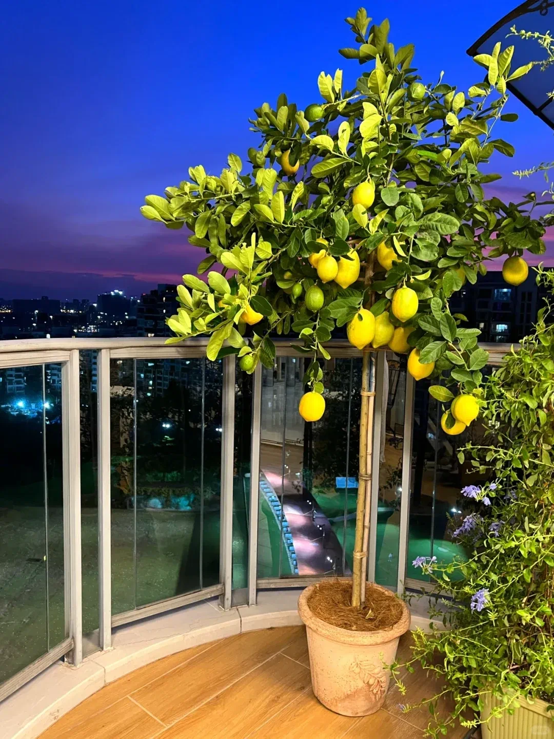 阳台就能种的8种水果,好看又好养,果子压弯