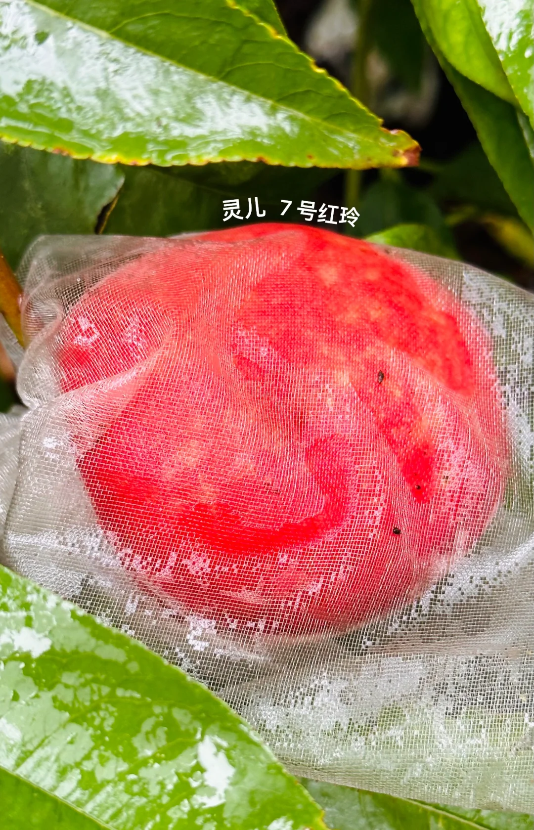 种在广州的盆栽台农水蜜桃成熟啦✌️