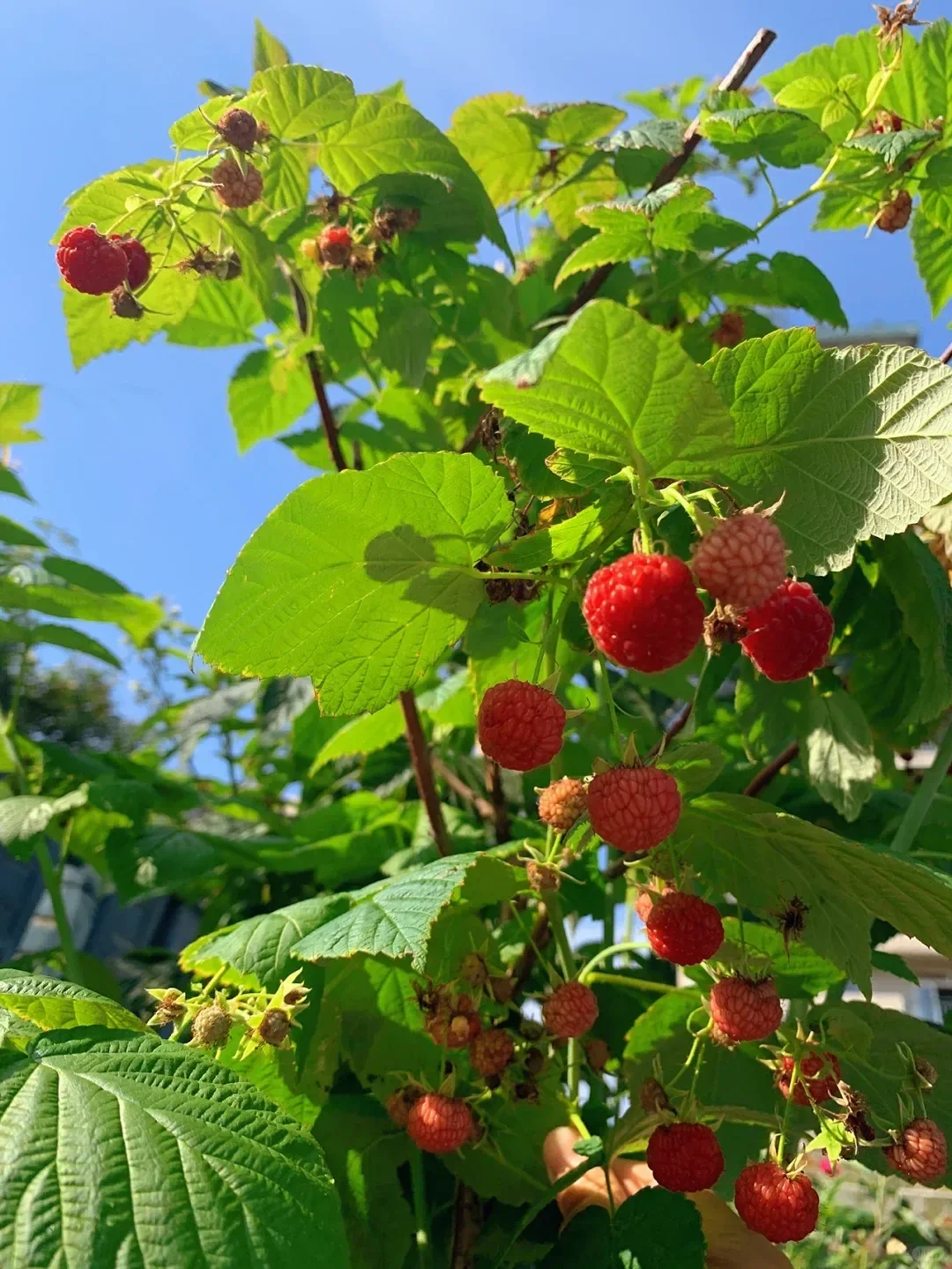 阳台就能种的8种水果,好看又好养,果子压弯