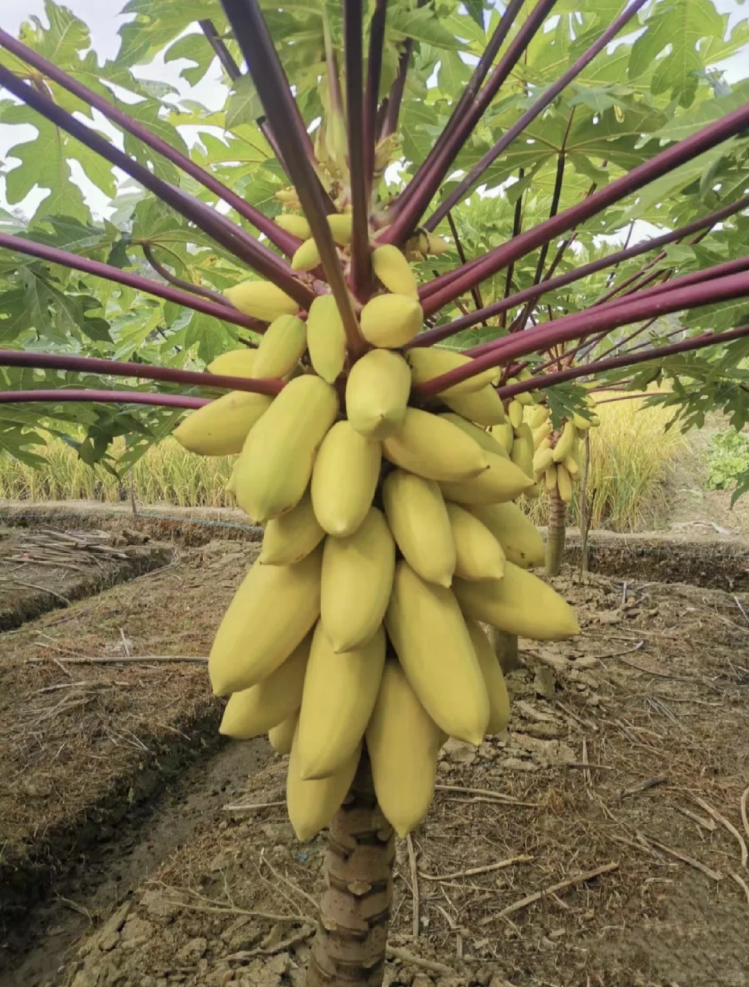 我家木瓜丰收了。