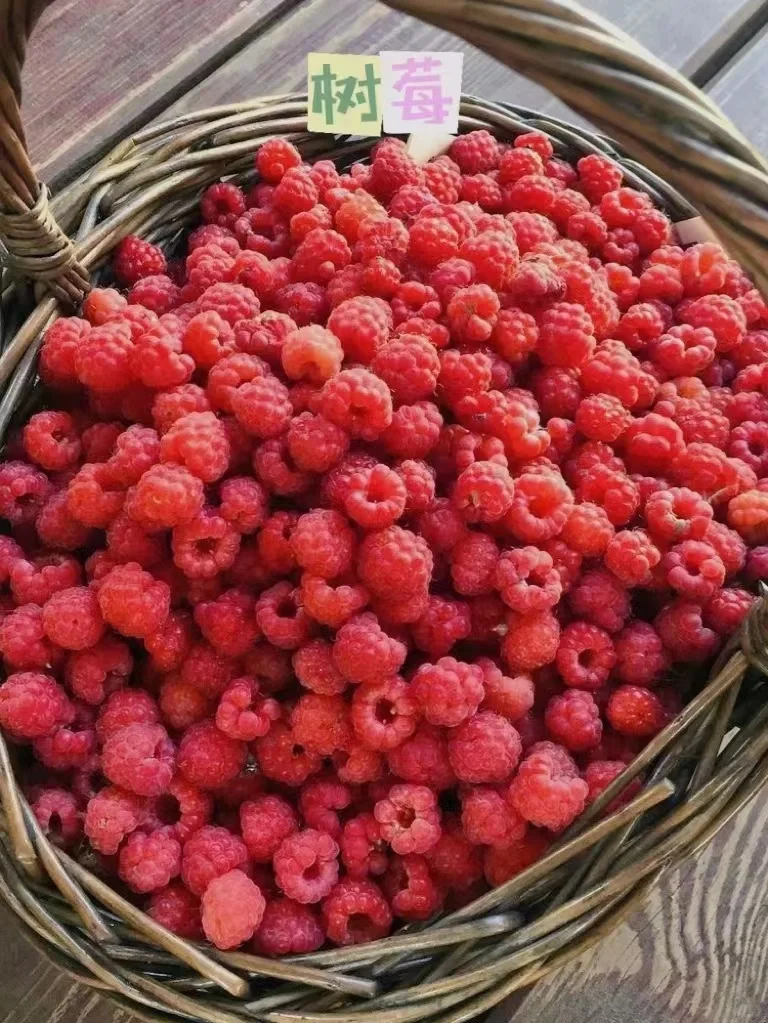 阳台可以盆栽的水果合集?安利给所有姐妹