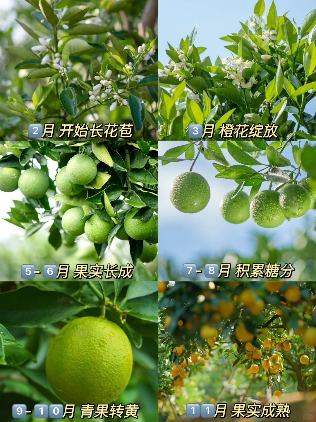 2月还是花苞,11月甜到炸裂?