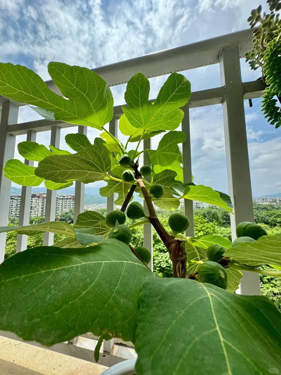 阳台就能种的8种水果,好看又好养,果子压弯