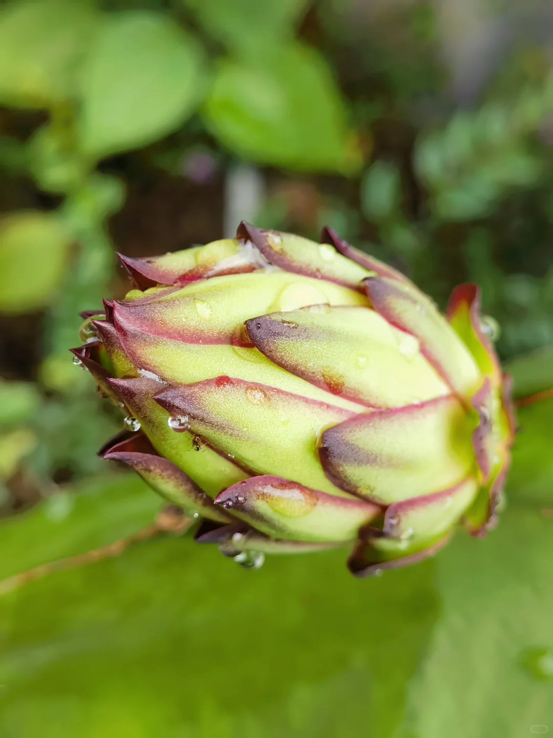 亲手栽种的水果丰收在望！