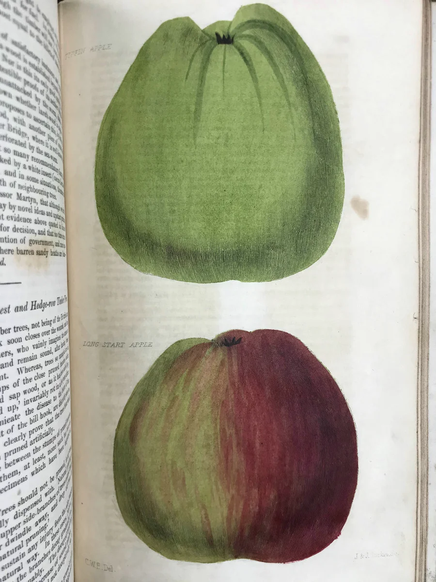 19世纪早期的植物杂志居然要手工给插图上色