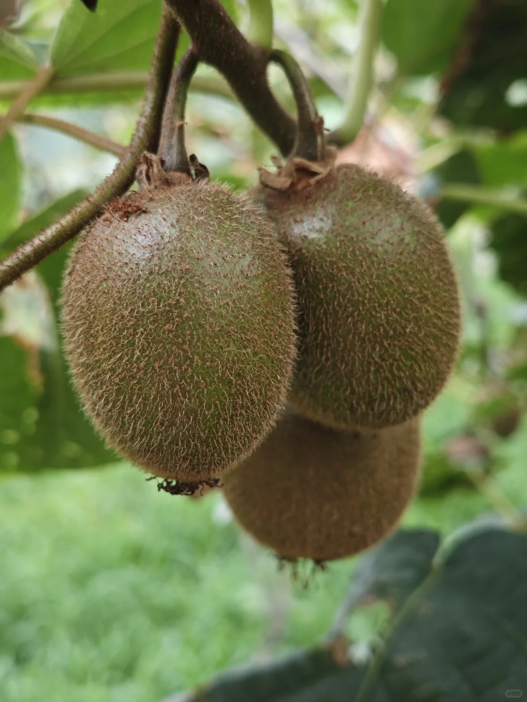 秋天是猕猴桃的季节?