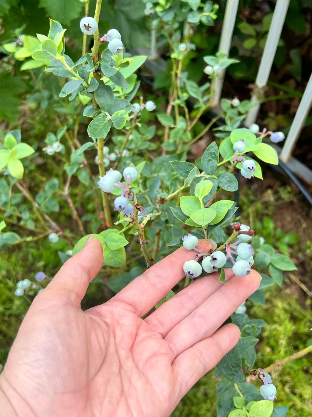 妥妥的梦中情果就它了?????