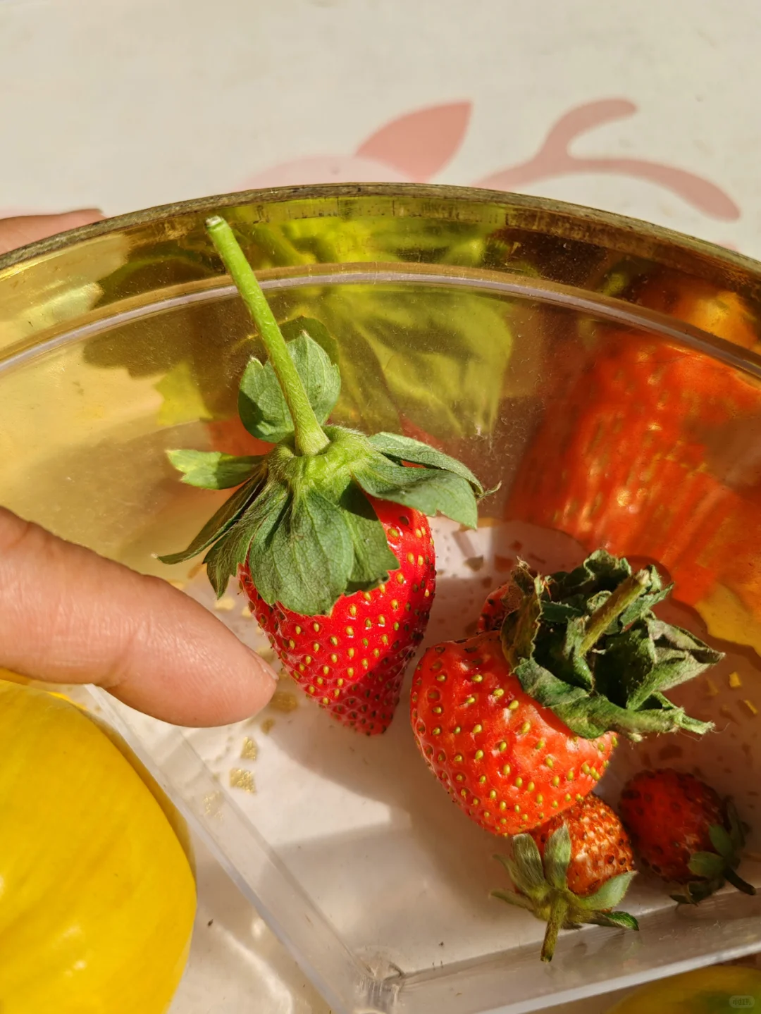 今天阳台农场小收获，这种水果90%人没吃过