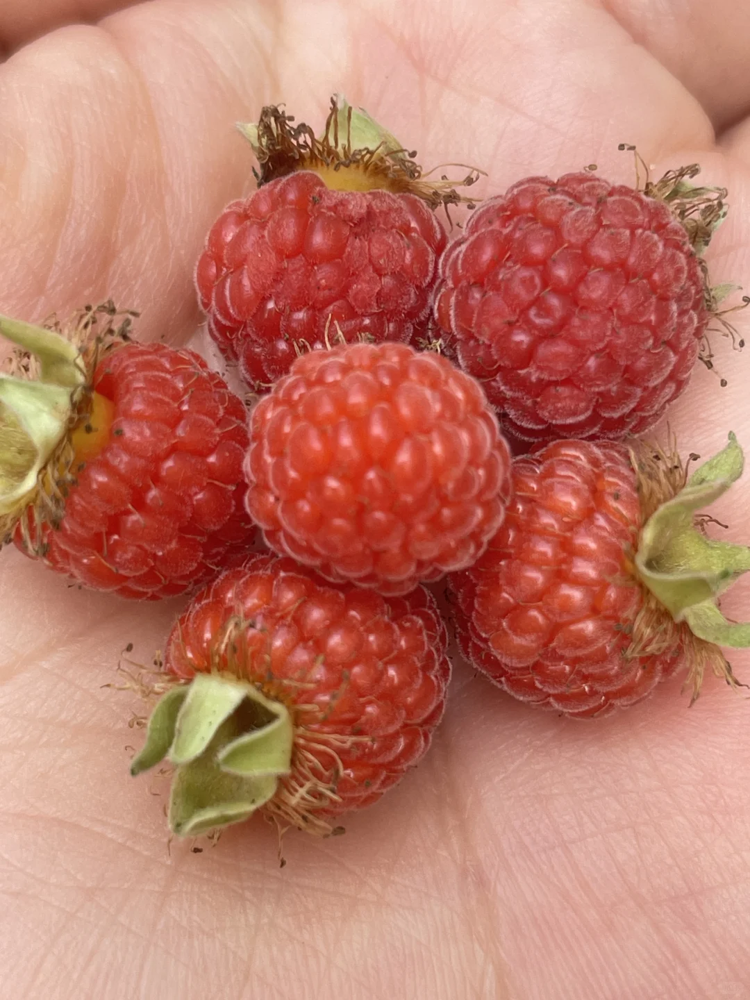 我家小果园，品种越来越丰富了