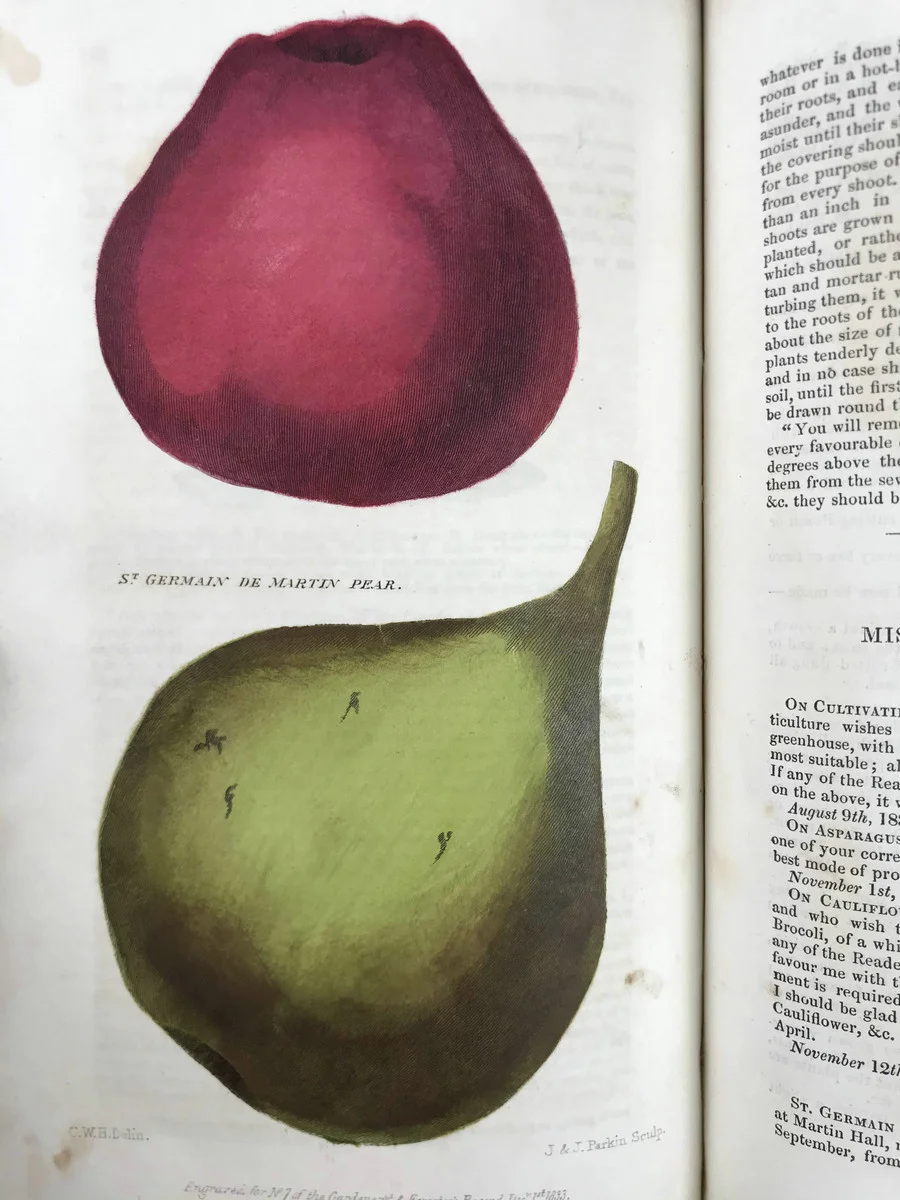 19世纪早期的植物杂志居然要手工给插图上色