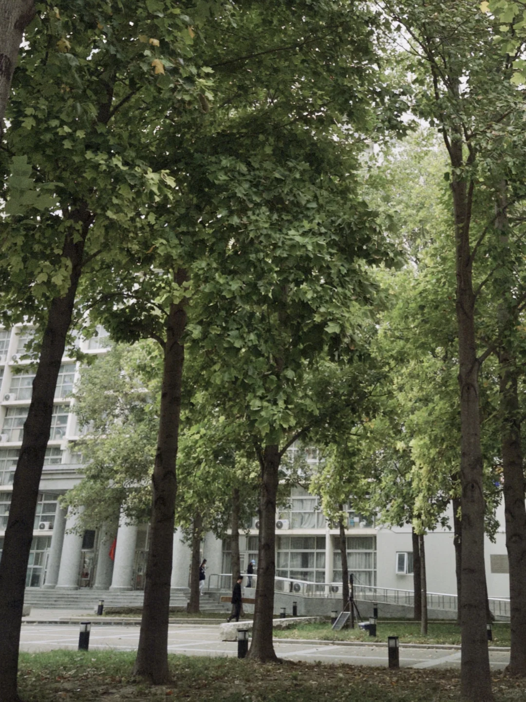 北林?赞美一下宿舍楼下的鹅掌楸?