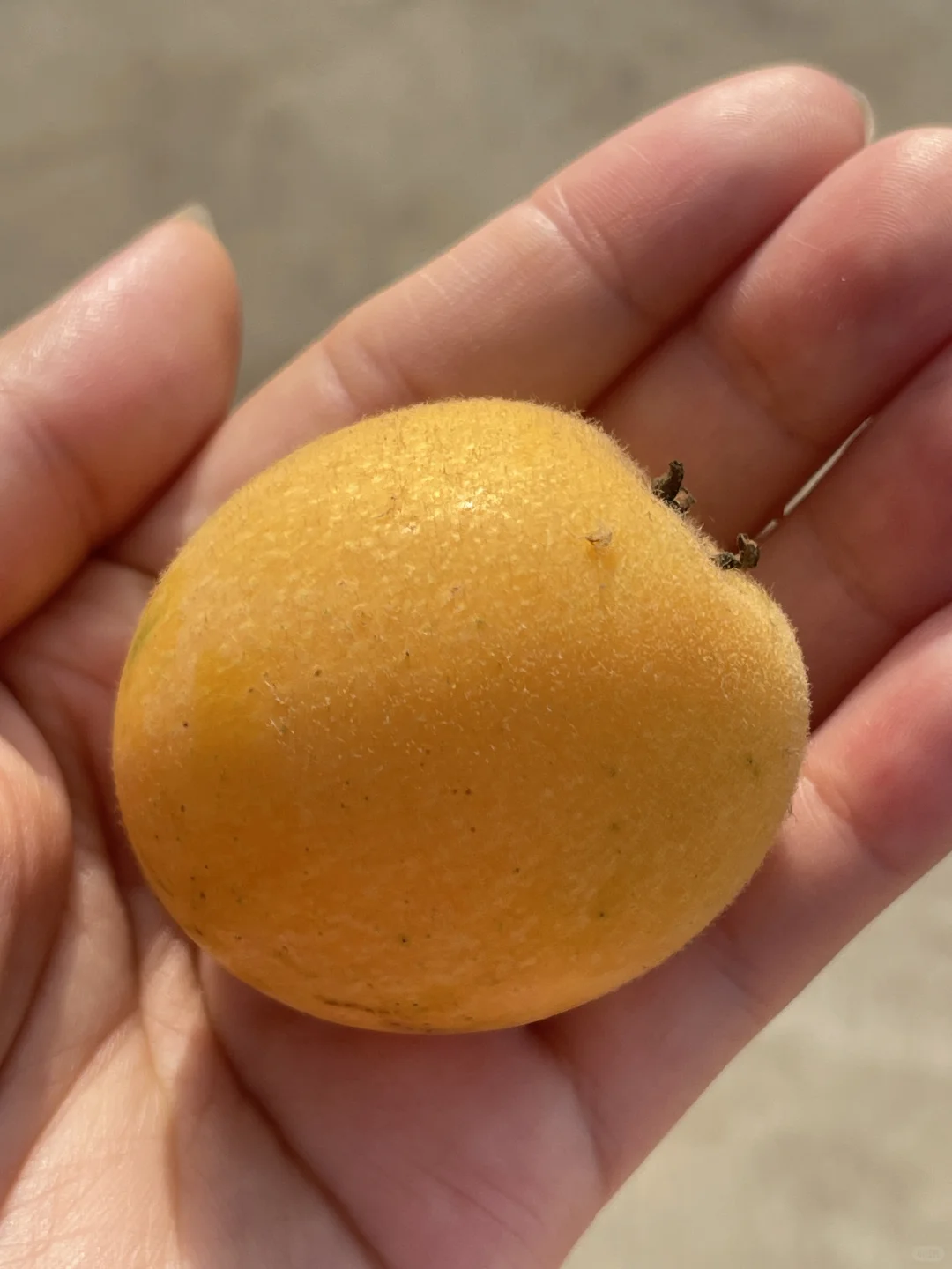 我家小果园，品种越来越丰富了