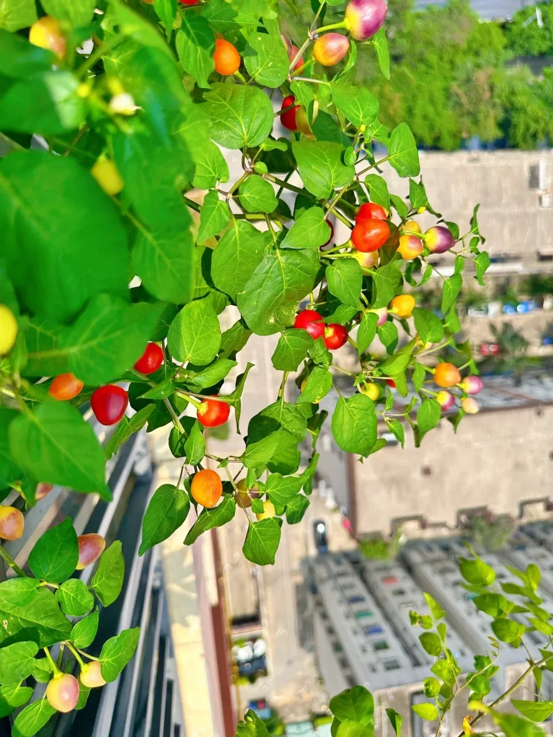 阳台就能种的8种水果,好看又好养,果子压弯